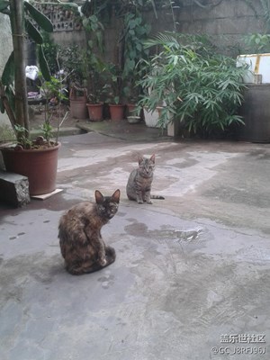 【可愛的它】 廣西 等吃的小家伙