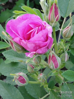 玫瑰花兒開！