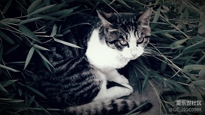 【可愛的它】+成都+咪咪