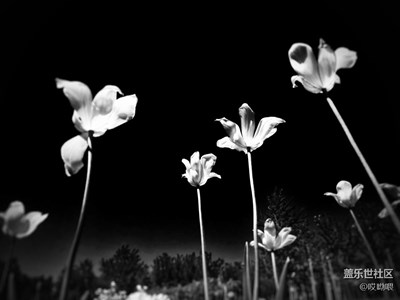 走進黑與白的“視界”