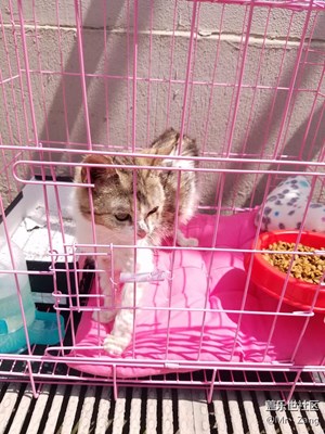 【可愛的它】+南京+喵星人