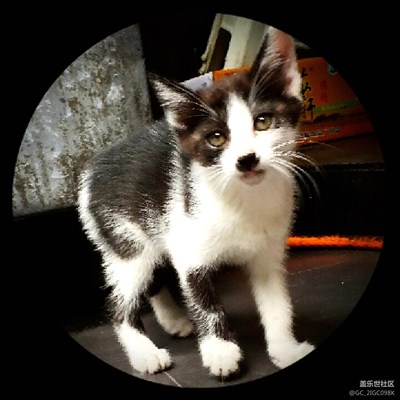 【可愛的它】+成都+黑鼻子