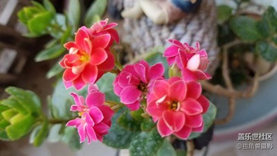 陽(yáng)臺(tái)的小花