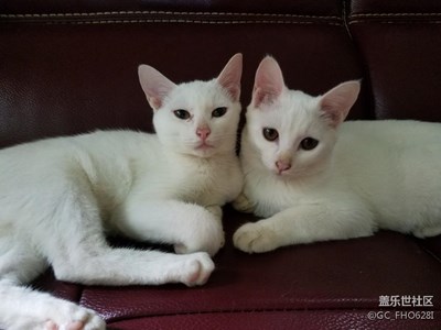 愛不一樣 親密感情