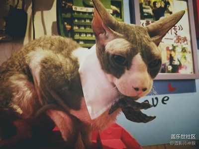 寵物咖啡廳里的偶遇