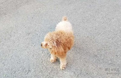 【可愛的它】+北京+可樂(lè)兒（第三期）