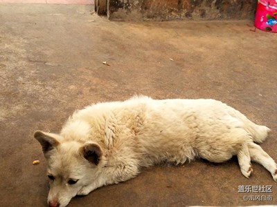 【可愛(ài)的它】+遼寧 + 轉(zhuǎn)眼間你已長(zhǎng)大