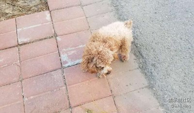 【可愛的它】+北京+可樂(lè)兒（第四期）