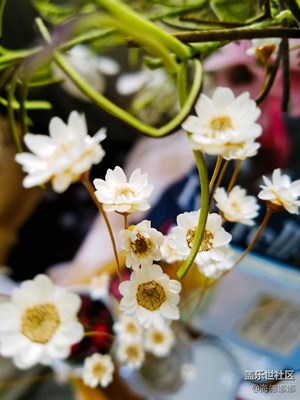 靜物拍出文藝范