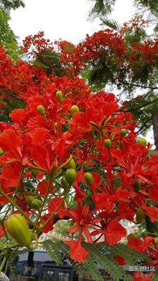 又到鳳凰花開(kāi)的季節(jié)