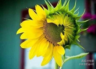 微笑向陽(yáng)，安知若素，美麗的向日葵