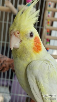 【可愛的它】+石家莊+玄鳳鸚鵡的”游樂輪“