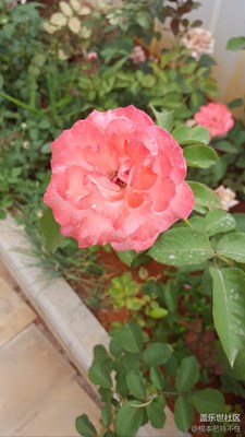 S6edge 的花心與多情