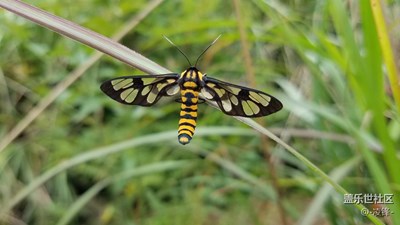 來一組近兩天S7 edge拍的微距！