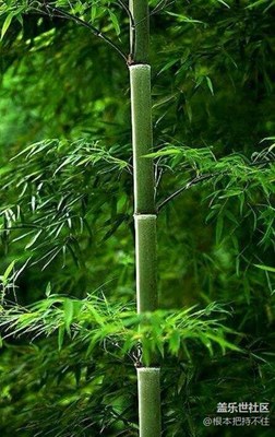 竹林的深幽（轉(zhuǎn)）