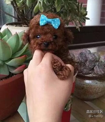 【可愛的它】+北京+剛剛出生的“茶杯”來(lái)秀下