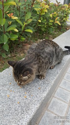 【可愛(ài)的它】+徐州+貪吃貓咪