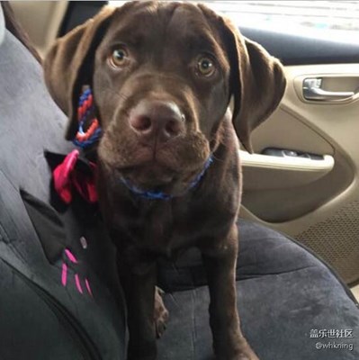 【可愛的它】+北京+我同學(xué)家的“拉不拉多”