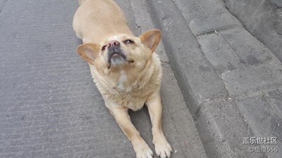 【可愛的它】＋徐州＋大胖哥