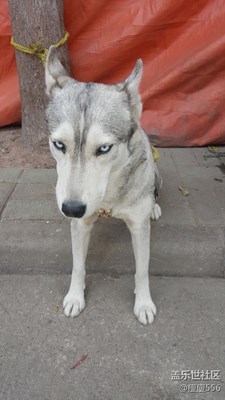 【可愛的它】+徐州+母女二哈