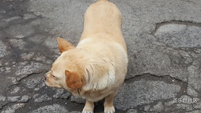 【可愛的它】＋徐州＋大胖哥（2）