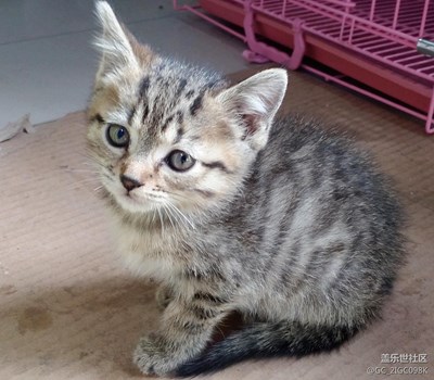 【可愛的它】+成都+小不點