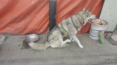 【可愛的它】＋徐州＋二哈