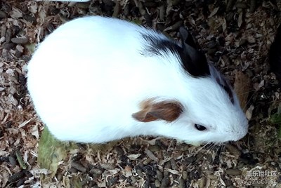 【可愛的它】+成都+鼠？兔？