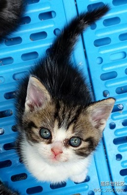 【可愛的它】+成都+航拍？