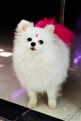 【可愛的它】+成都+美女