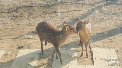 【可愛的它】＋徐州＋親親小鹿