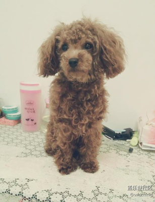 【可愛的它】+北京+可樂(lè)兒（第五期）