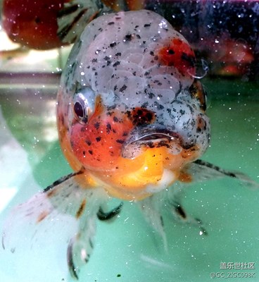 【可愛的它】+成都+丑？