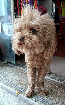 【可愛的它】+成都+獅子？