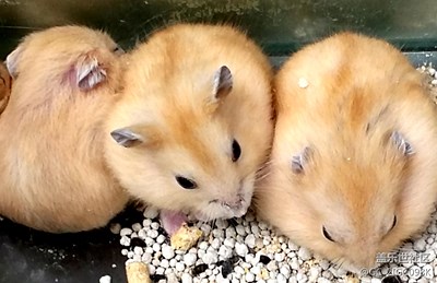 【可愛的它】+成都+小可愛