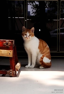 【可愛的它】+成都+守望