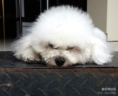 【可愛的它】+成都+午休