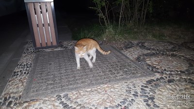 【可愛的它】＋徐州＋萌萌噠小喵