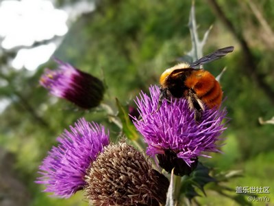 【可愛(ài)的它】+寧波+蜂