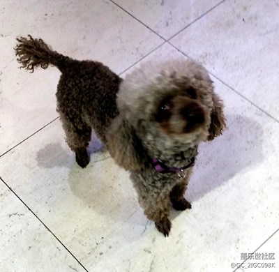 【可愛的它】+成都+線團？