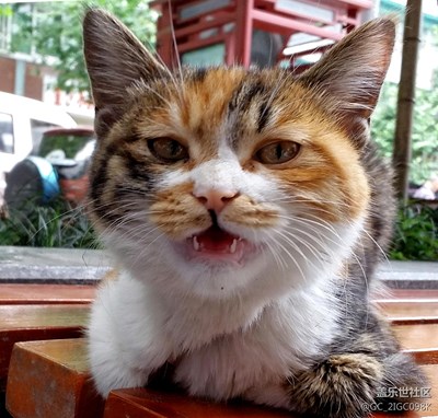 【可愛的它】+成都+對話