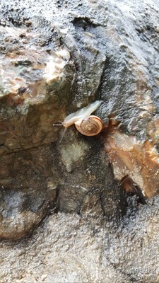 帶著房子去旅行