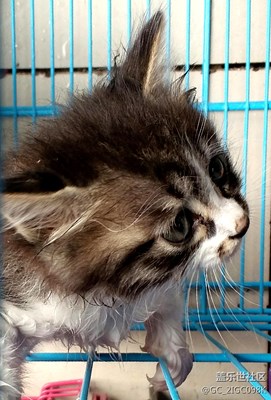 【可愛的它】+成都+石磨？？？