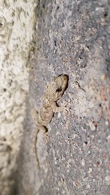 一只壁虎在漫步