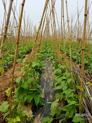 豆角勃勃生機(jī)