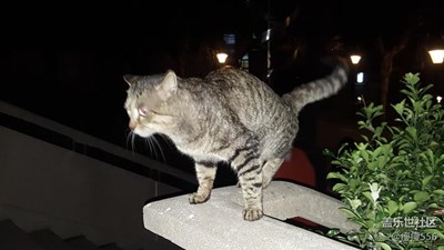 【可愛的它】＋徐州＋大傻貓??