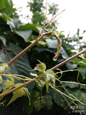 晶瑩剔透的雨滴