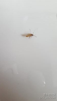 S6 能拍到的最近距離照片