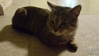 【可愛的它】＋徐州＋喵喵