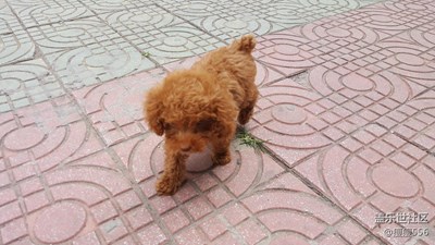 【可愛的它】＋徐州＋泰迪